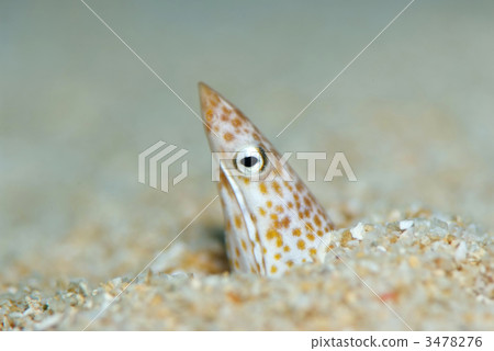 Sharp Snow Sneak Eel 3478276