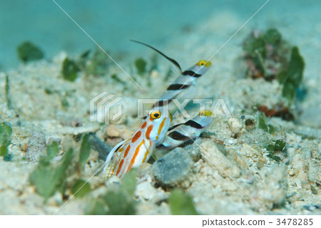 Community life 3478285