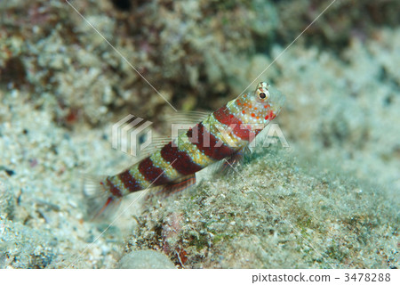 Kubiakahaze Kubiakahaze 3478288