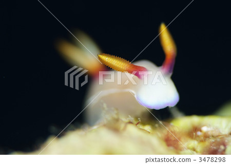 大象彩虹 3478298