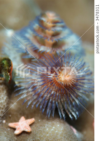 大旋鰓蟲 大旋鰓蟲 3478311