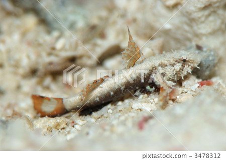 A type of goby family A type of goby family 3478312