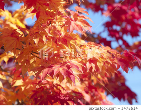 秋葉（Ezo-oomiji） 3478614