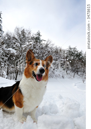 雪的樂趣 雪的樂趣 3478615