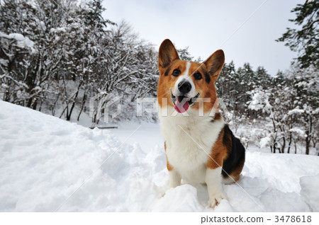 雪的樂趣 3478618