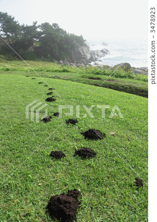 Footprints of moles Footprints of moles 3478923