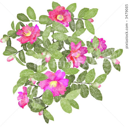 茶香 茶香 3479085