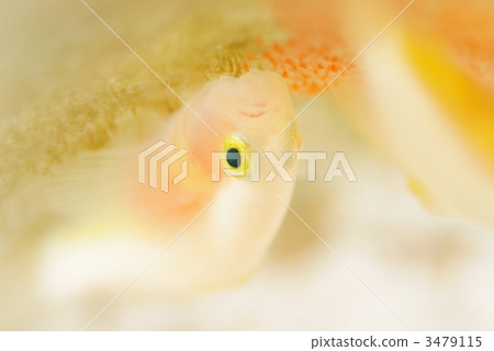 Nakamoto Irowake goby 3479115