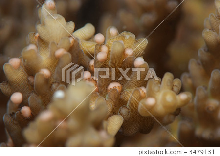 Spawning of corals 3479131