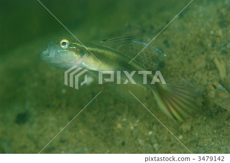 Hagoromohaze 3479142