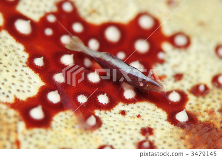 Hitodeyadoriebi 3479145