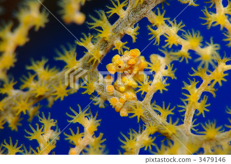 侏儒海水管 3479146