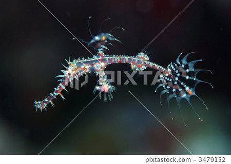 Nishiki Fulai哇 3479152