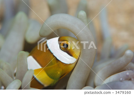 Anemone fish Anemone fish 3479160