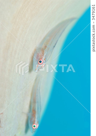 Scalogy Womi Takehase Scalogy Womi Takehase 3479161