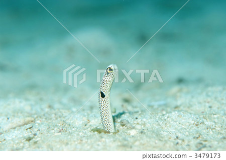 spotted garden eel, fish, diving