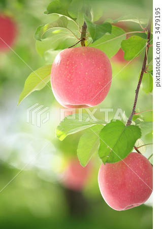 Fujirigi帶著陽光 3479195