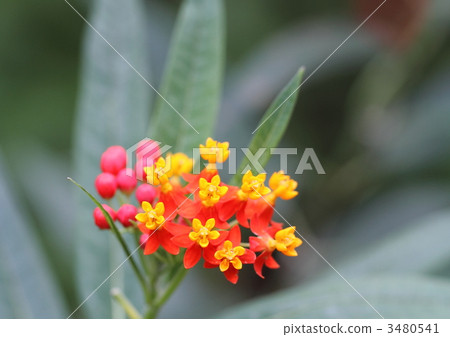 Askle耳環的花朵和水果 Askle耳環的花朵和水果 3480541