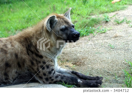 鬣狗 斑鬣狗 大阪市 3484712