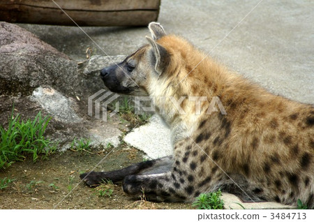 鬣狗 斑鬣狗 大阪市 3484713