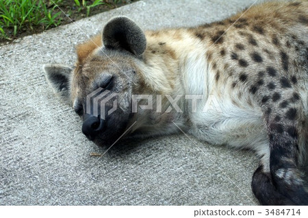 鬣狗 斑鬣狗 一 3484714