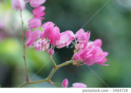 sunrise cherry blossom, kudzu, bloom 3484726