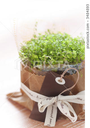 an ornamental plant, baby tears, potted plants 3484893