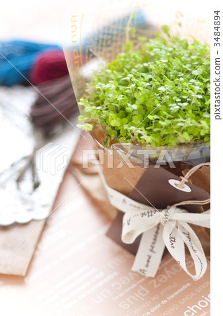 baby tears, an ornamental plant, potted plants 3484894