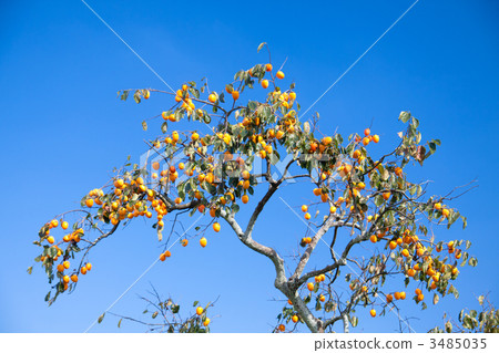 Persimmon Tree, persimmon fruit, japanese persimmon 3485035
