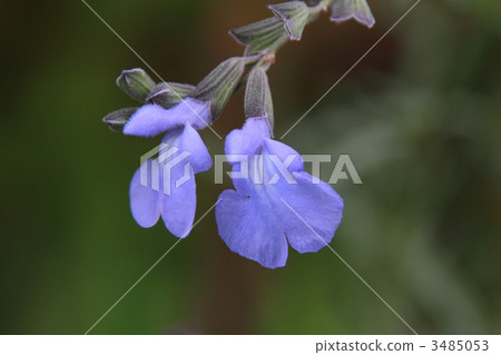 藍聖人 一串紅 花瓣 3485053