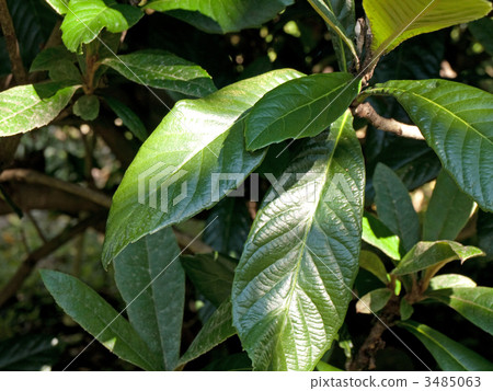 Leaf of leaves 3485063