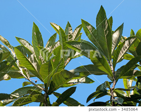 Loquat tree 3485064