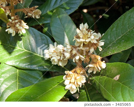 Flower of loquat Flower of loquat 3485065