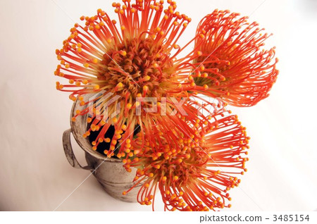 針墊 針墊 3485154