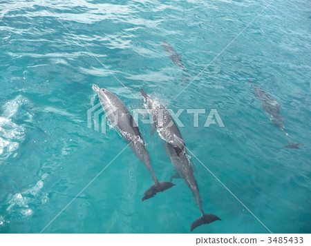 海豚 海洋動物 dolphin 3485433