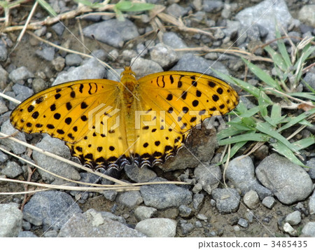 butterfly, butterflies, insect 3485435