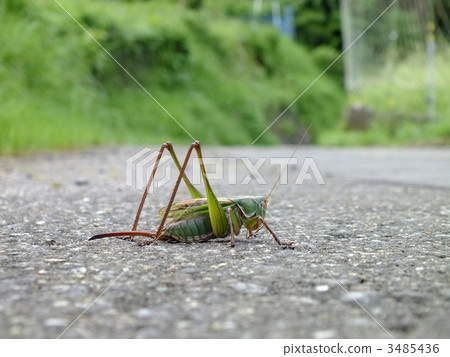 grasshopper, bug, insect 3485436