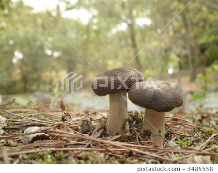 lyophyllum shimeji, mushroom, mushrooms 3485558