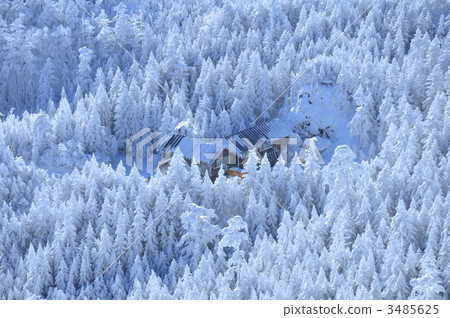 Coldest forest 3485625