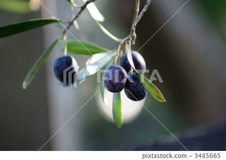 Writing in Olive Kanji and Umera 3485665