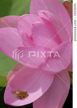 蓮花 花朵 花 3485694