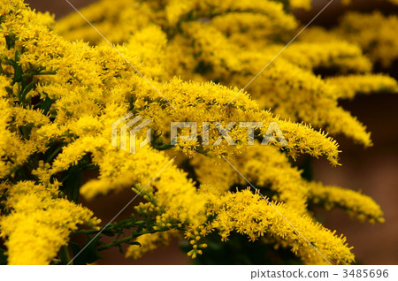 身材高大的鬍鬚無論如何都不是ragwear。 3485696