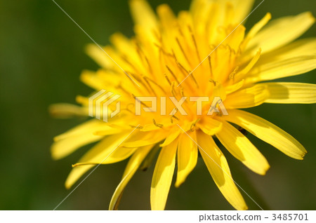 花朵 花 花卉 3485701