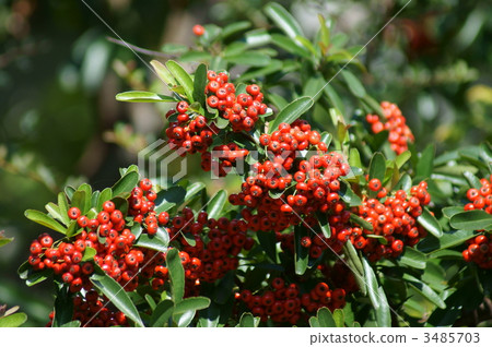 Pilacansa日本名稱Tokkozan Yako Pilacansa日本名稱Tokkozan Yako 3485703