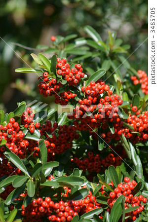 Pilacansa Japanese name Tokkozan Yako 3485705