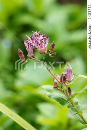 My name is Dorado Grass Hototogisu. 3485711