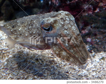 squid  3486270