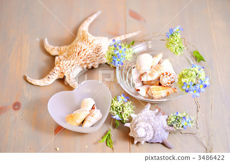 mizujikai, univalve shell, sundries 3486422