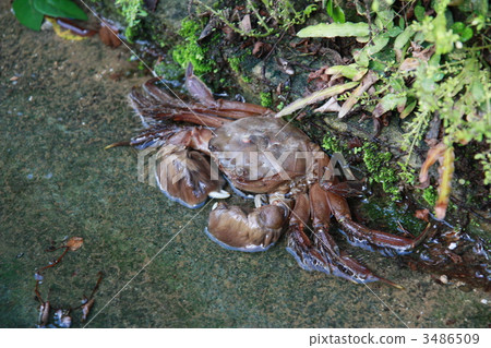 螃蟹 蟹 生物 3486509