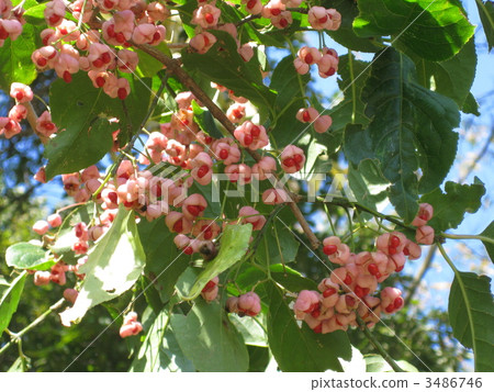 Mayumi's fruit 3486746